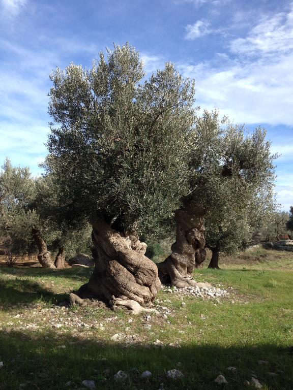 Masseria Purgatorio Fasano Ngoại thất bức ảnh